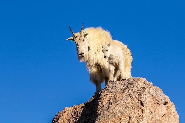 Colorado-Mt Evans Mountain goat nanny and kit atop rock